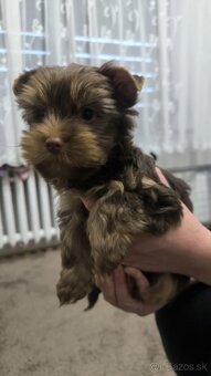 Yorkshire Terrier - 4