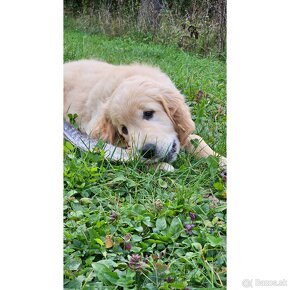 Šteniatko zlatý retriever - 4