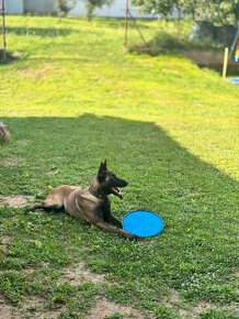 Belgický ovčiak (malinois) NA KRYTIE - 4