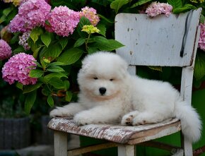 Samojed šteniatka s PP MATYELLA - 4