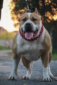 American bully XL S PP/ TOP SPOJENIE - 4