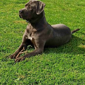 Cane Corso - 4