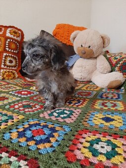 Shih-poo harlekyn - 4