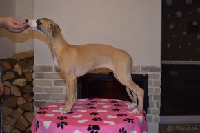 Whippet, vipet s PP - 4