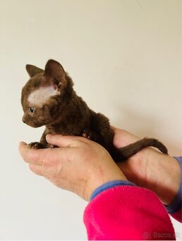 Devon Rex mačka - 4