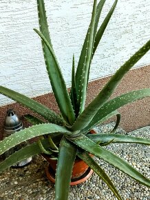 Aloe Vera - 4