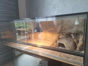 Terarium+agama - 4