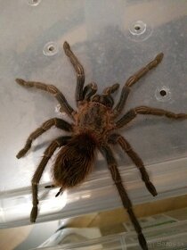 Thrixopelma longicolli - 4