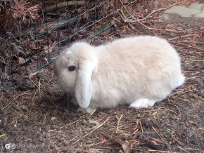 Zajacik Mini Lop darujem za symb.cenu - 4