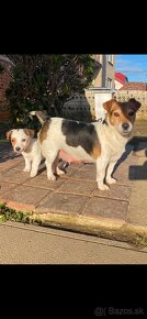 Jack Russel Terier tricolor čistokrvné šteniatko psík - 4