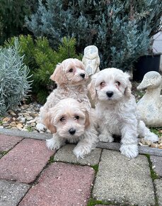 Maltipoo,Pudel,Maltezak - 4