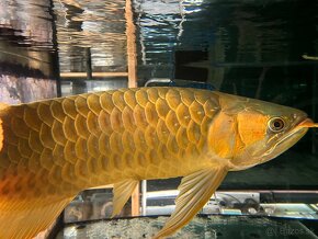 Arowana super red 60cm+ - 4