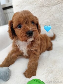 Cavapoo - 4