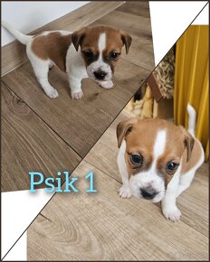 Jack russel terier - 4