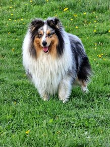 Sheltie/ Šeltie s PP/ FCI - 4