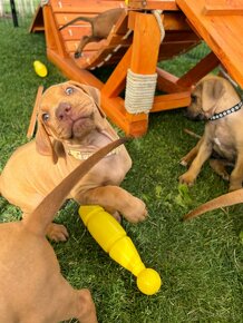 Rhodesian Ridgeback s PP k odberu - 4