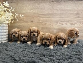 Cavapoo - 4