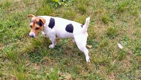 Jack Russell terier - 4
