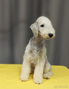 Bedlington teriér - 4