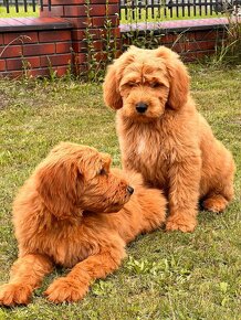 Goldendoodle / Pudel / - 4