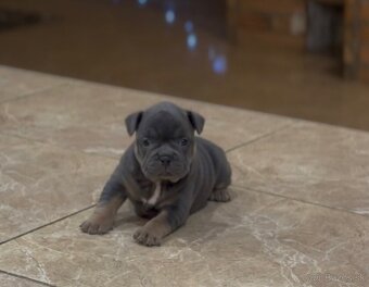 American Bully Micro - 4