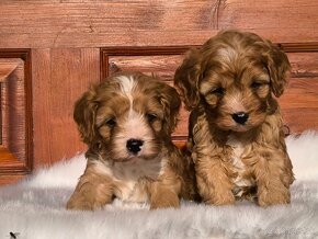 Cavapoo - 4