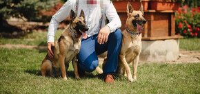 Belgický ovčiak - malinois - 4