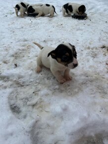 Jack russel terier - 4