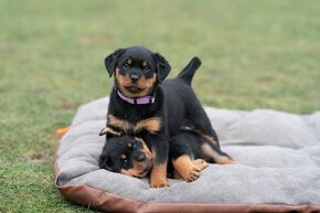 Rottweiler - štěně - Rotvajler - 4