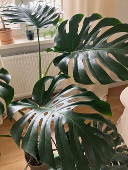 Monstera - 4