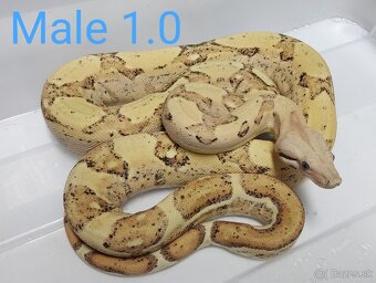 Boa Constrictor i.VPI Sunglow 1.1 subadult - 4