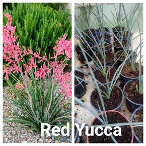 Red Yucca - Hesperaloe palviflora - 4