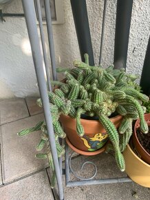 kvitnúci kaktus - 4