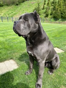 Cane corso krytie - 4