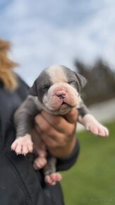 American bully - 4