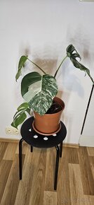 Monstera Albo Variegata - 4