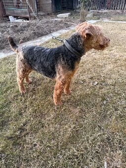 Welsh terrier - 4