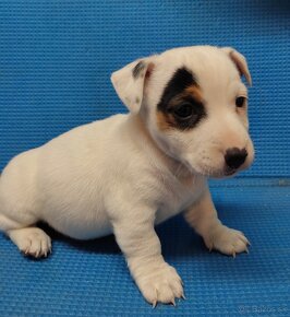 Jack russel terier - 4