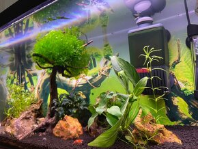 63l.akvarium+Krevetky ???? caridiny KEZMAROK - 4