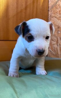 Jack Russel Terier “Parson” šteniatka - 4