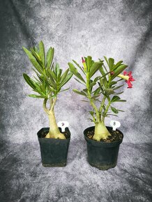 Púštna ruža- Adenium obesum bonsai - 4
