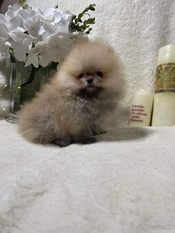 Pomeranian mini - 4