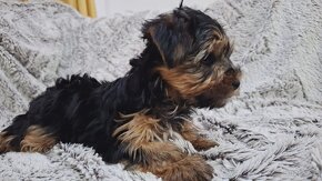 Yorkshire terrier - 4