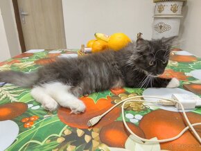 Manilska Myvalia (Maine Coon) - 4