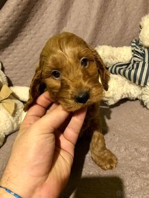 Cockapoo puppys - 4