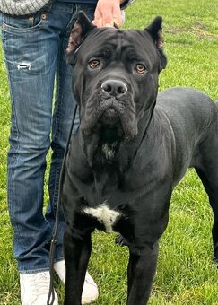 Krytie Cane corso - 4