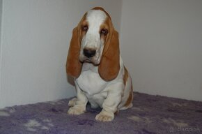 Basset hound dievcatko - 4