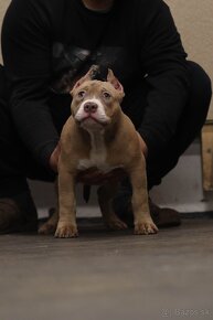 American Bully - 4