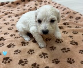 Maltipoo - 4