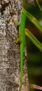 Phelsuma astr.astriata - 4